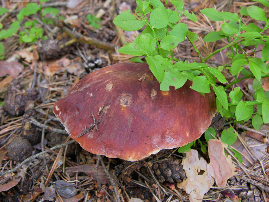 Un paracarro nel bosco......